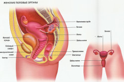 Строение женской мочеполовой системы