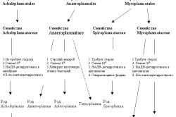 Схема микоплазмоза
