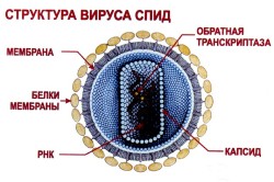 Структура вируса СПИД