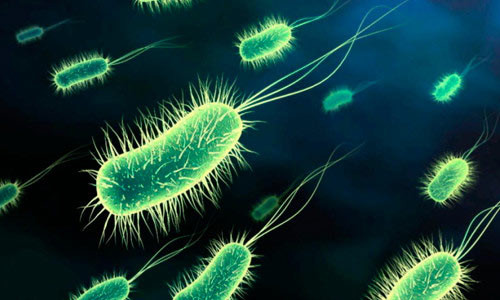 Бактерия уреаплазма - возбудитель уреаплазмоза